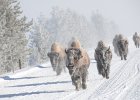 4 Bison Walking on Road